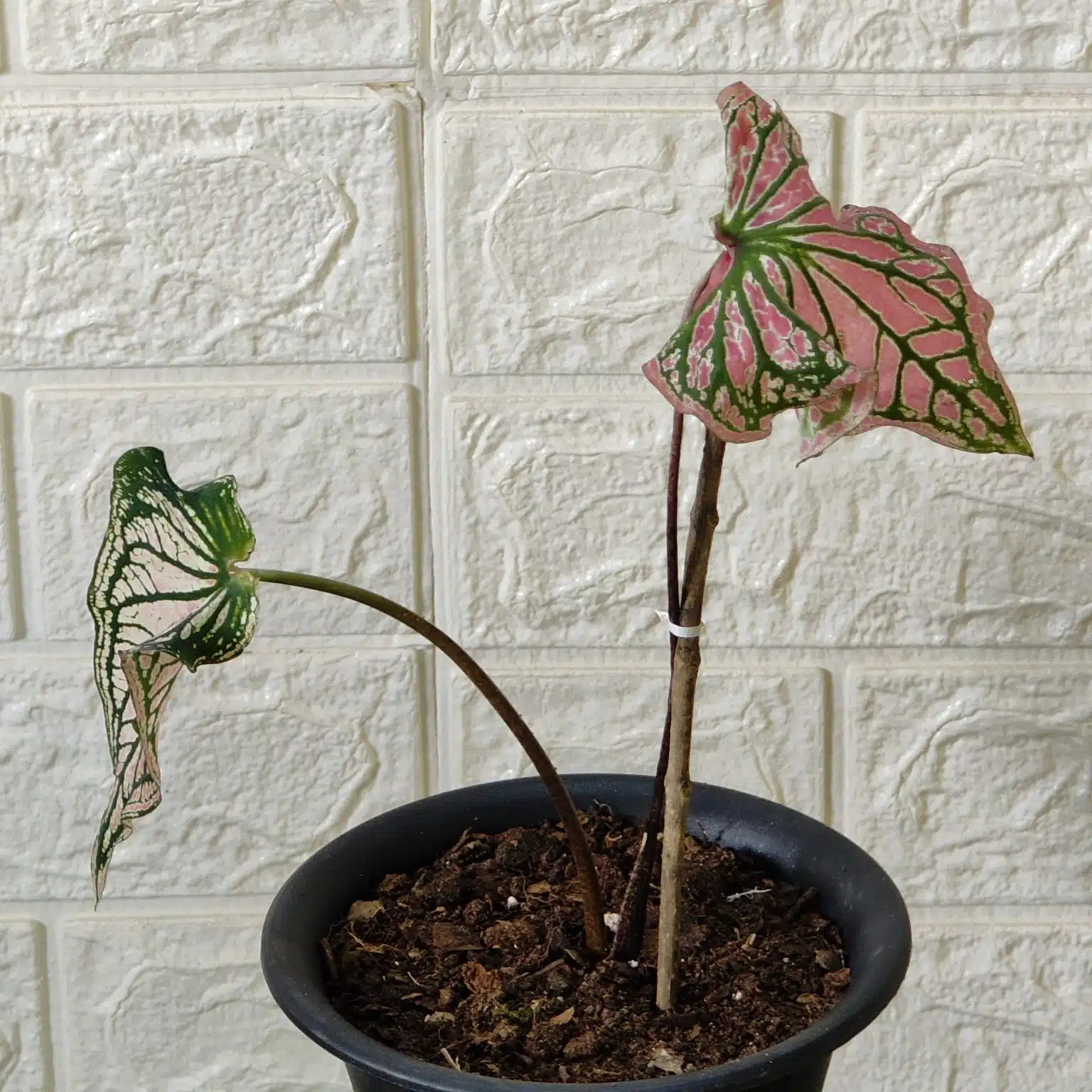 Green friends you can actually keep alive and thriving Green friends you can actually keep alive and thriving