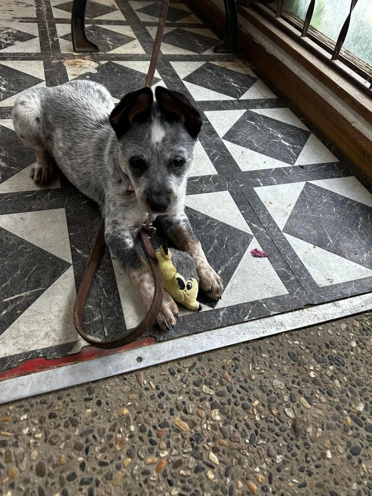 A Practical Guide to Caring for Your Pup While You’re Away A Practical Guide to Caring for Your Pup While You’re Away
