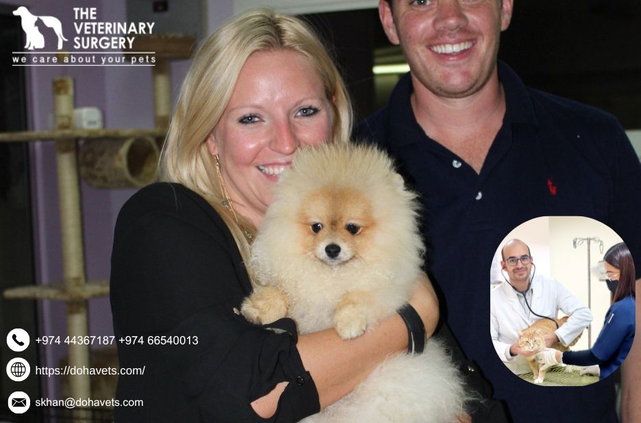 Discover Reliable Pet Care Near Doha Without Breaking the Bank Discover Reliable Pet Care Near Doha Without Breaking the Bank
