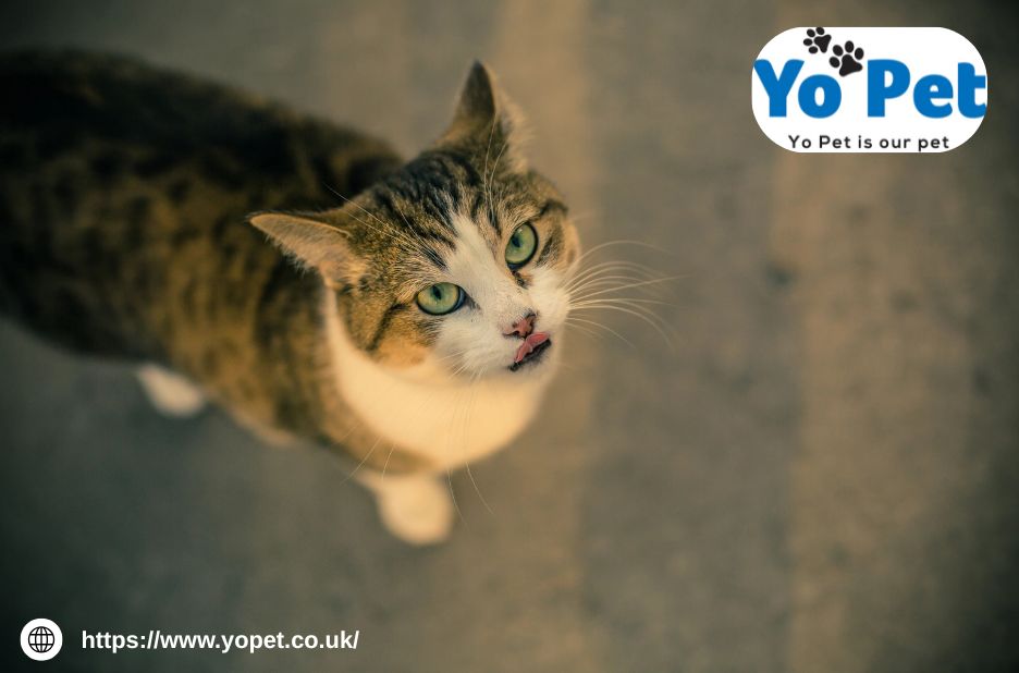 Find the Right Pet Toys and Accessories Online in the UK Find the Right Pet Toys and Accessories Online in the UK