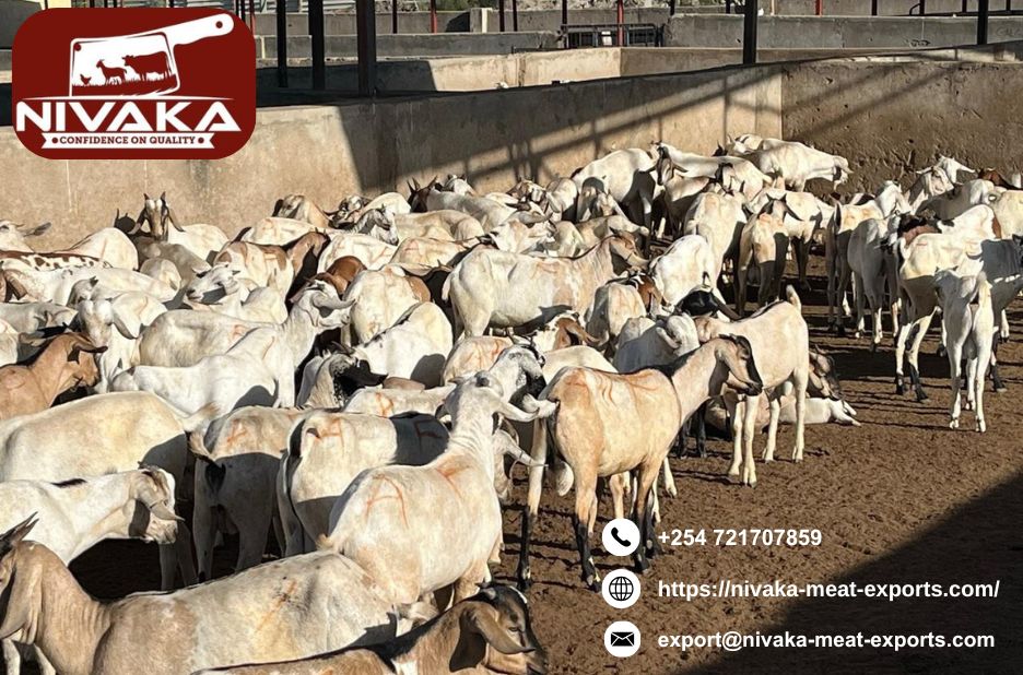 Reliable fresh meat sourcing for Kenyan markets and exports Reliable fresh meat sourcing for Kenyan markets and exports
