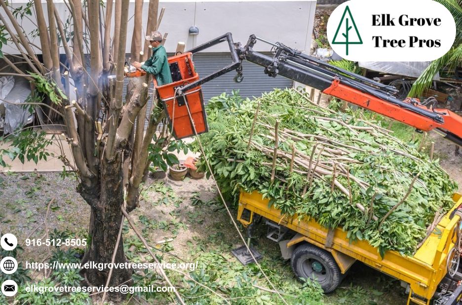 Expert Tree Care for Elk Grove Residents: Safe Pruning and Removal Expert Tree Care for Elk Grove Residents: Safe Pruning and Removal