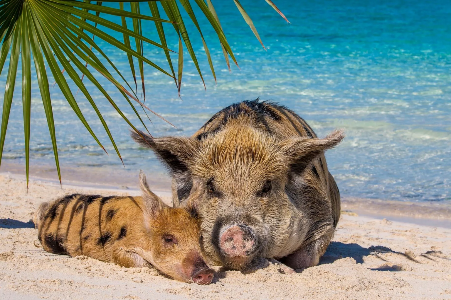 Explore Paradise by Boat: Unforgettable Island Adventures Explore Paradise by Boat: Unforgettable Island Adventures