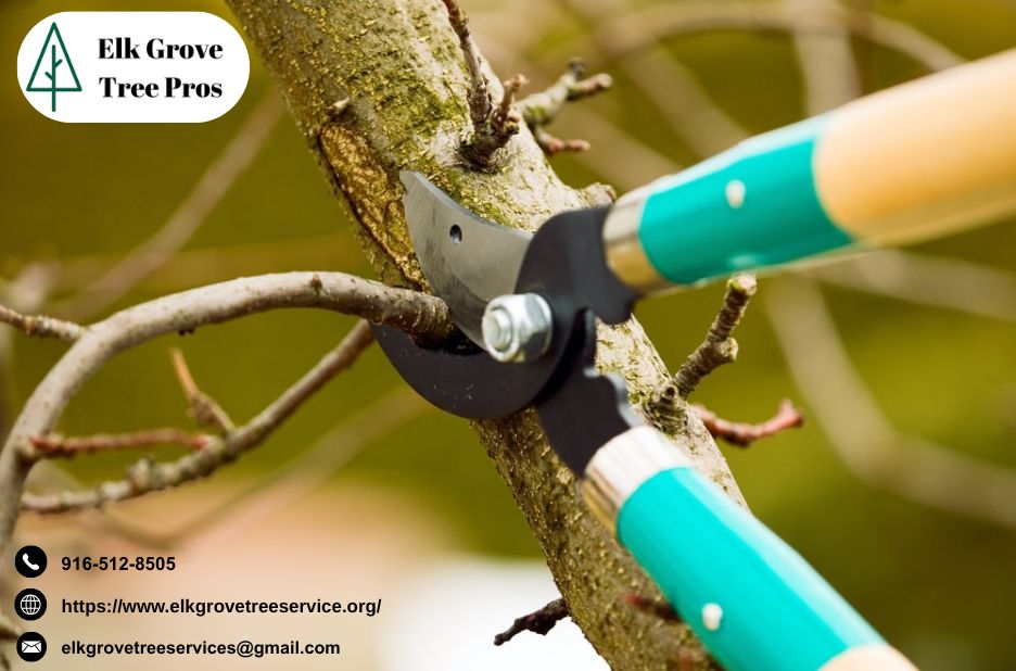 Reliable Tree Care for Elk Grove Residents Reliable Tree Care for Elk Grove Residents