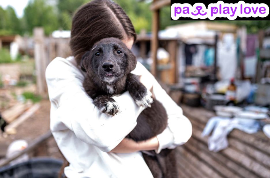 Find compatible canine matches with safe online tools Find compatible canine matches with safe online tools