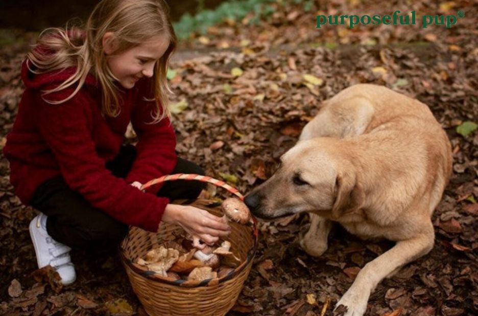 Wholesome, Natural Dog Treats for Healthy Companions Wholesome, Natural Dog Treats for Healthy Companions