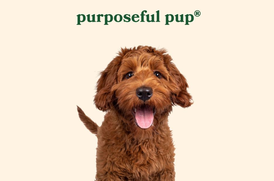 Wholesome Chicken Dog Treats You Can Trust in the US Wholesome Chicken Dog Treats You Can Trust in the US