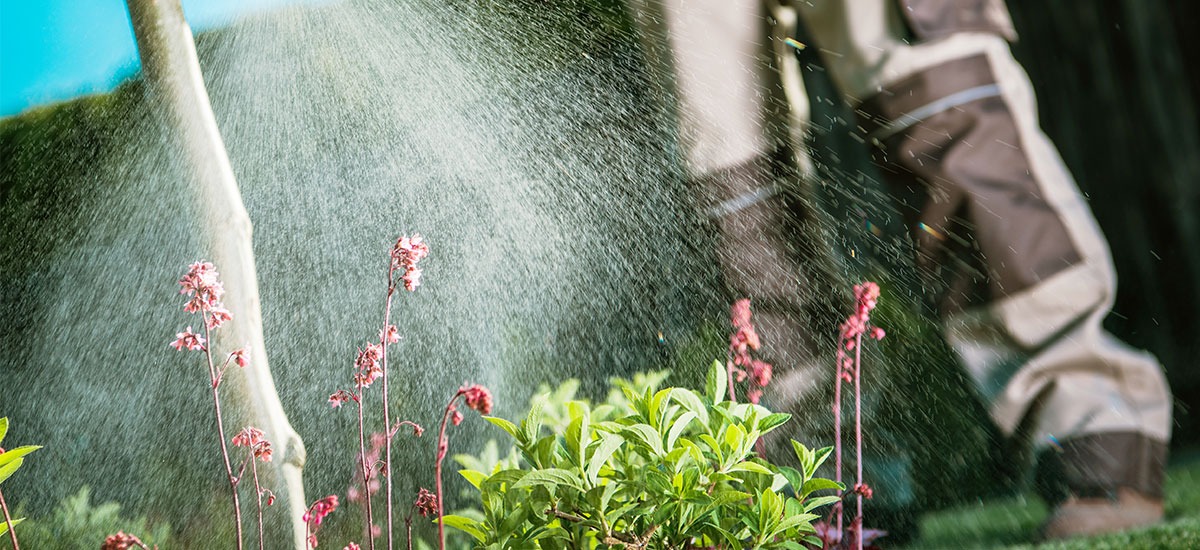 Achieve a Lush, Pest-Free Lawn: Practical Tips for UK Gardens Achieve a Lush, Pest-Free Lawn: Practical Tips for UK Gardens