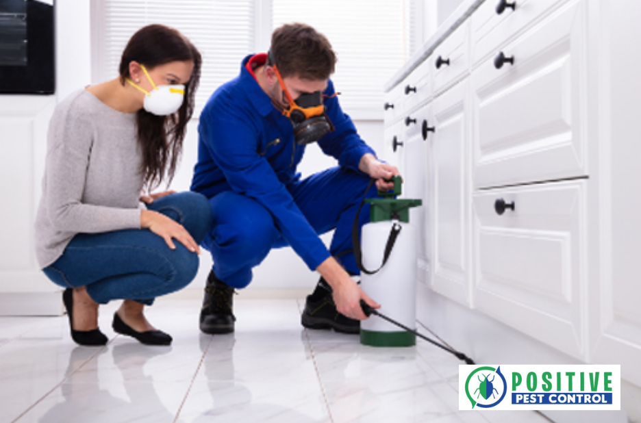 Effective Spider Control in Calgary: Safe, Local Solutions Effective Spider Control in Calgary: Safe, Local Solutions