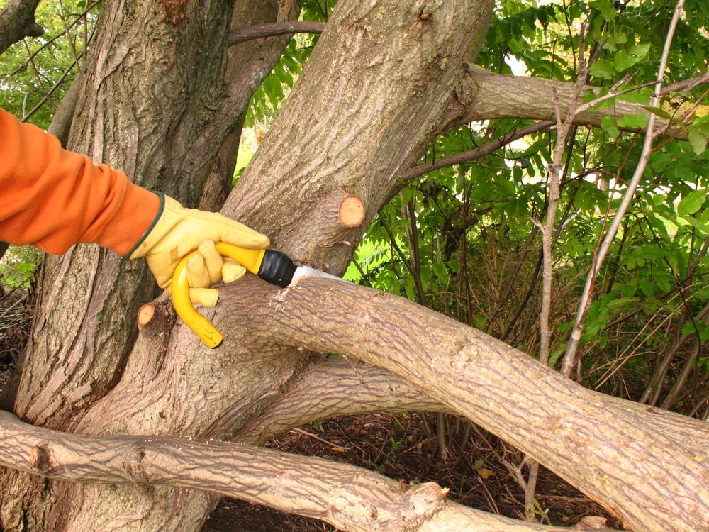 Expert Tree Services in Elk Grove for Maintenance and Safety Expert Tree Services in Elk Grove for Maintenance and Safety
