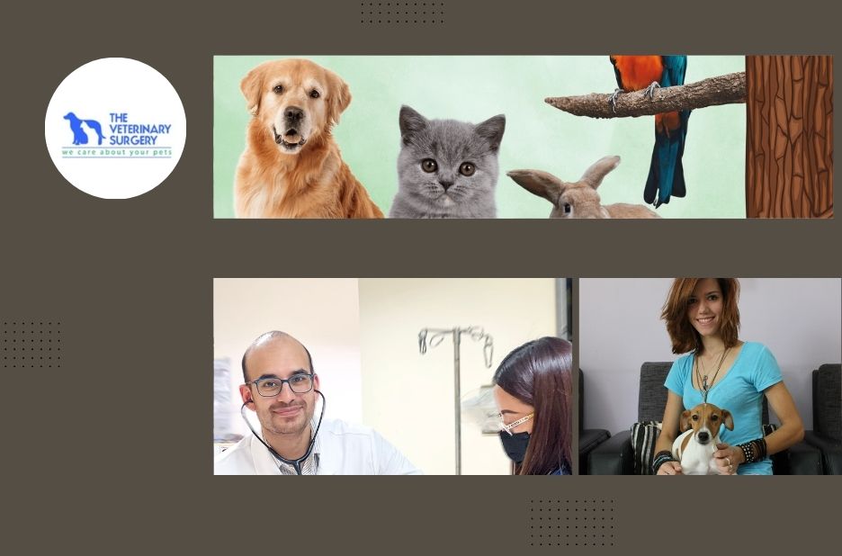Top Veterinary Clinic Doha for Expert Pet Care and Wellness Services Top Veterinary Clinic Doha for Expert Pet Care and Wellness Services