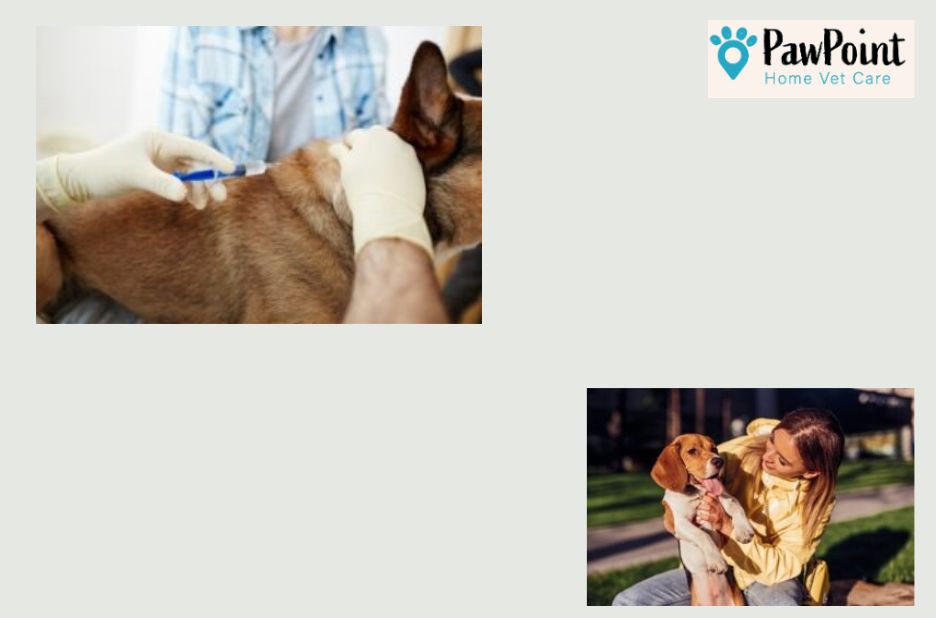 Compassionate guidance for end of life decisions for pets Compassionate guidance for end of life decisions for pets
