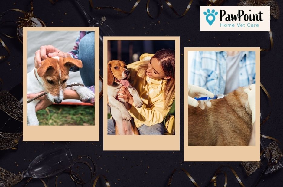 When Home Pet Care Becomes Peaceful: A Gentle Euthanasia at Your Door When Home Pet Care Becomes Peaceful: A Gentle Euthanasia at Your Door