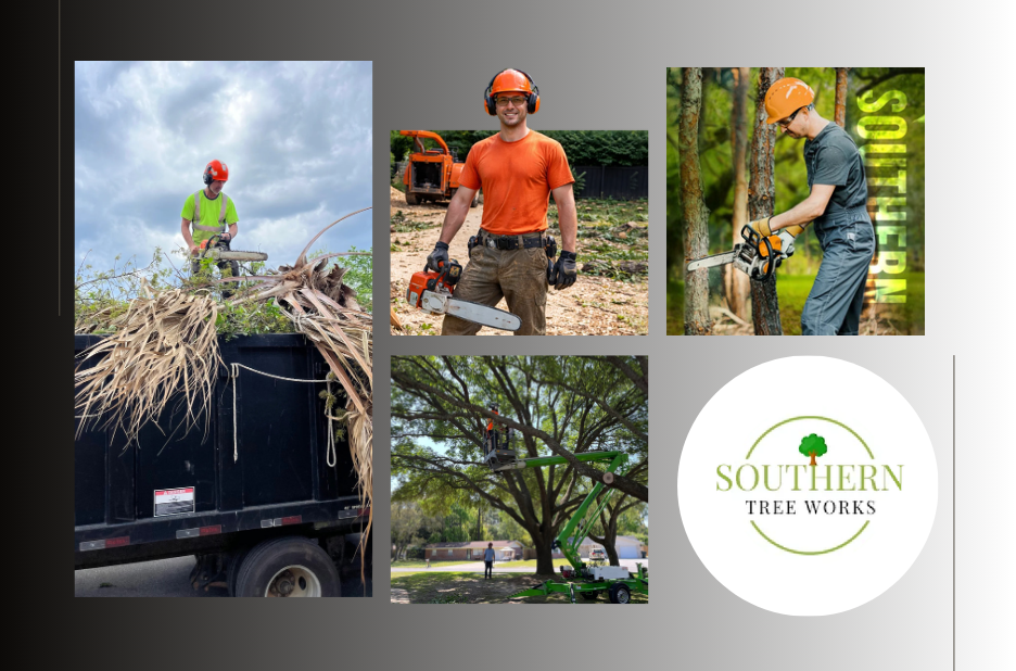 Trusted Tree Care Contractor in USA | Expert Tree Management & Removal Services Trusted Tree Care Contractor in USA | Expert Tree Management & Removal Services