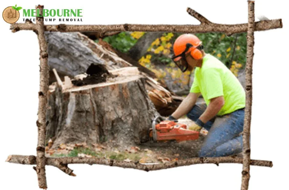 Expert Stump Grinding Melbourne Services for Safe and Affordable Tree Removal Expert Stump Grinding Melbourne Services for Safe and Affordable Tree Removal