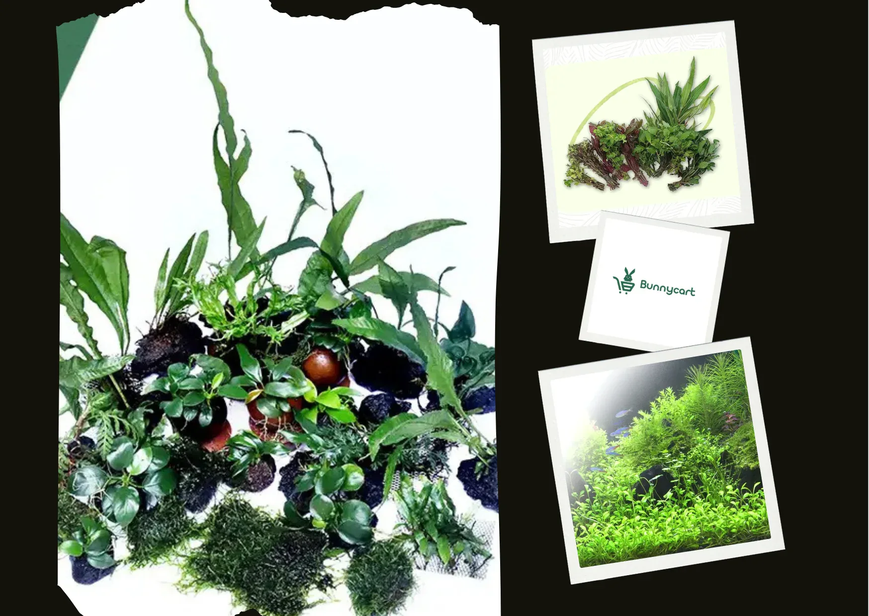 Buy Aquatic Plants Online for a Stunning Underwater Garden at Bunnycart.com Buy Aquatic Plants Online for a Stunning Underwater Garden at Bunnycart.com