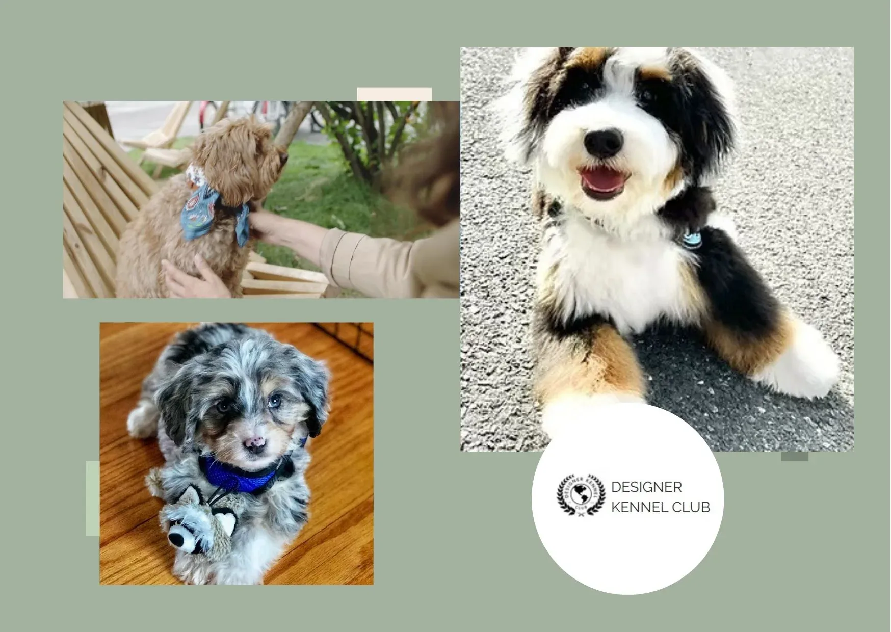 Trusted Dog Registry for Official Pet and Litter Registration | Designer Kennel Club Trusted Dog Registry for Official Pet and Litter Registration | Designer Kennel Club
