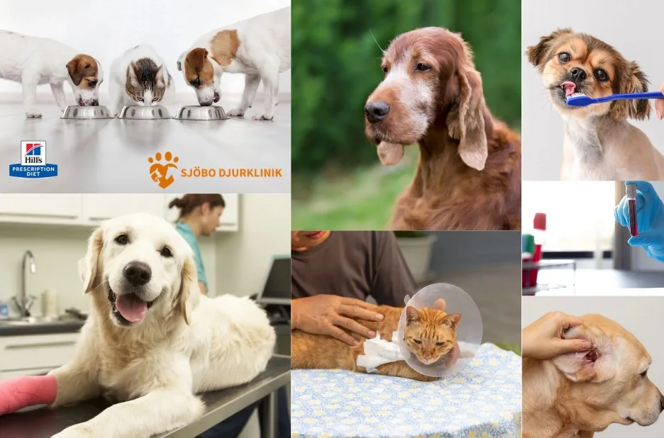 Professionell hund tandvård i Veberöd för friskare tänder och bättre hälsa Professionell hund tandvård i Veberöd för friskare tänder och bättre hälsa