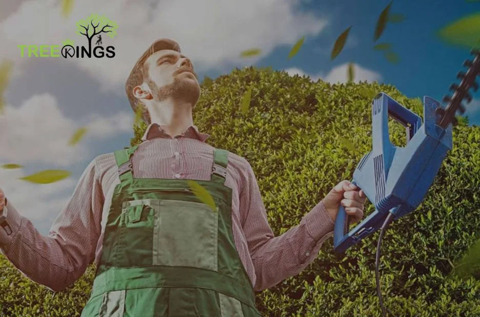 Professional Tree Removal Service Lalor for Safe and Efficient Tree Care Professional Tree Removal Service Lalor for Safe and Efficient Tree Care