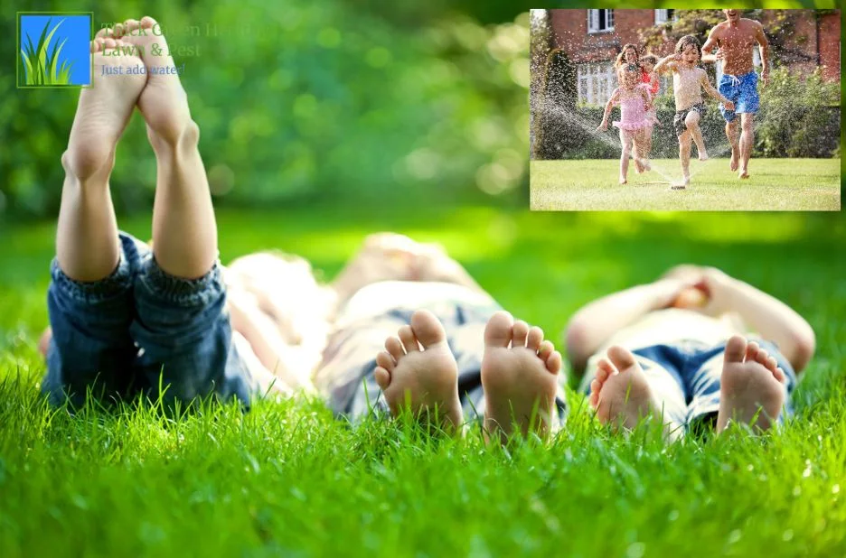 Expert Lawn Care Services in Converse TX for a Healthy, Vibrant Yard Expert Lawn Care Services in Converse TX for a Healthy, Vibrant Yard