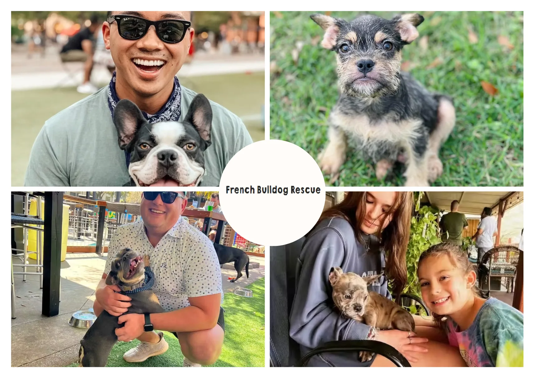 How to Rescue a French Bulldog and Provide a Loving Forever Home How to Rescue a French Bulldog and Provide a Loving Forever Home