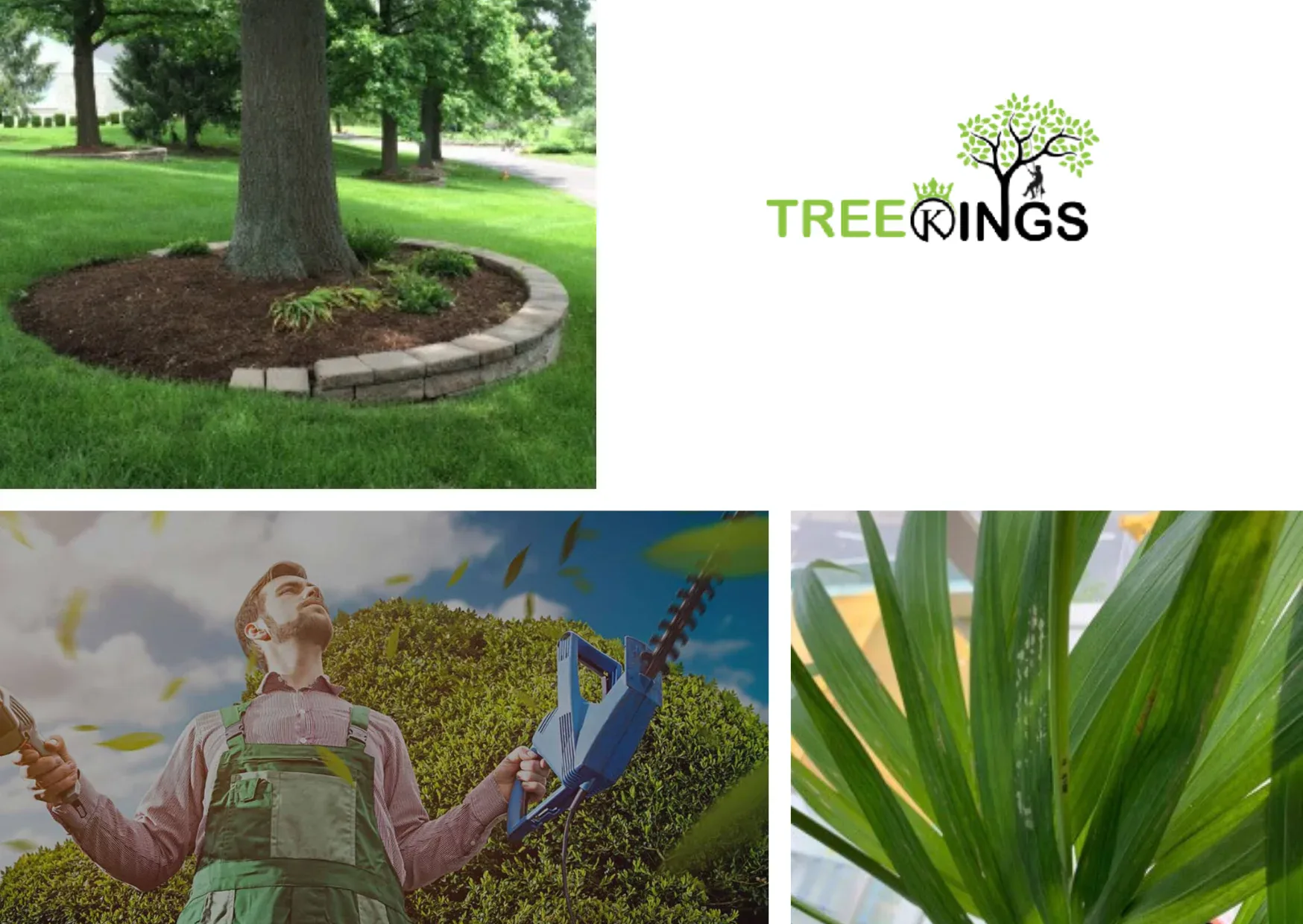 Professional Tree Removal Coburg Services for Safe and Efficient Property Care Professional Tree Removal Coburg Services for Safe and Efficient Property Care