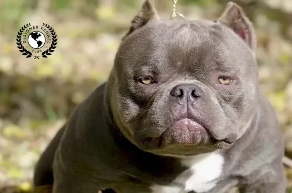 Essential Steps to Register Your American Bully Without Official Papers Successfully Essential Steps to Register Your American Bully Without Official Papers Successfully