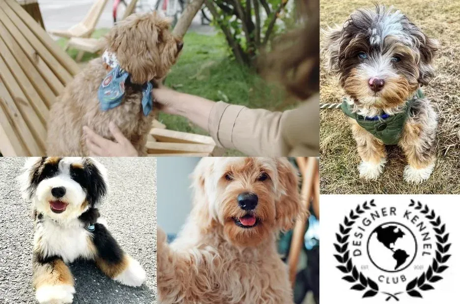 How to Register a Puppy: Checklist for a Smooth Registration Process