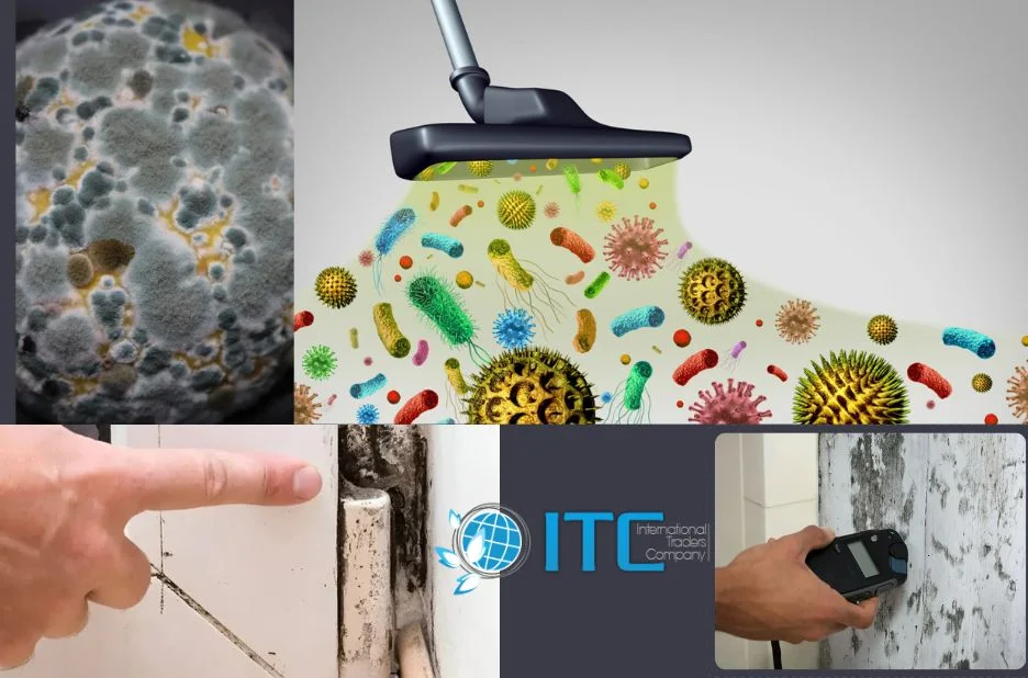 Choosing the Best Local Mould Cleaning Specialists in Maleny for Effective Property Care Choosing the Best Local Mould Cleaning Specialists in Maleny for Effective Property Care