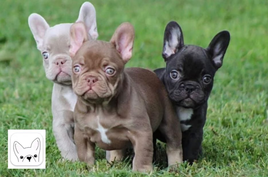 French Bulldog for Sale Near You: What to Compare Before You Buy French Bulldog for Sale Near You: What to Compare Before You Buy