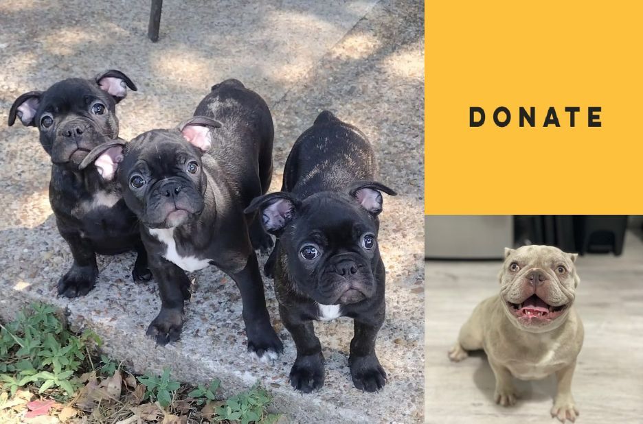Find a French Bulldog Near Me with Local Rescue and Adoption Support Find a French Bulldog Near Me with Local Rescue and Adoption Support