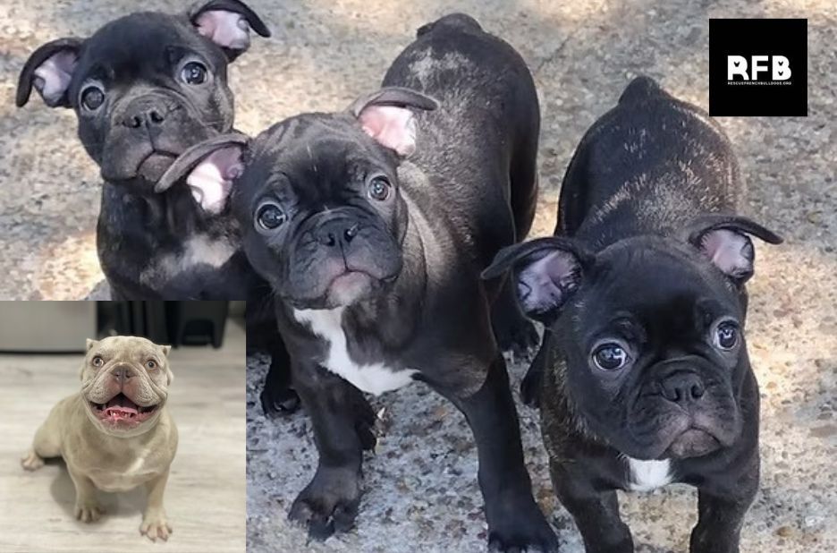 French Bulldog Rescue: Key Benefits for Dogs and Families French Bulldog Rescue: Key Benefits for Dogs and Families