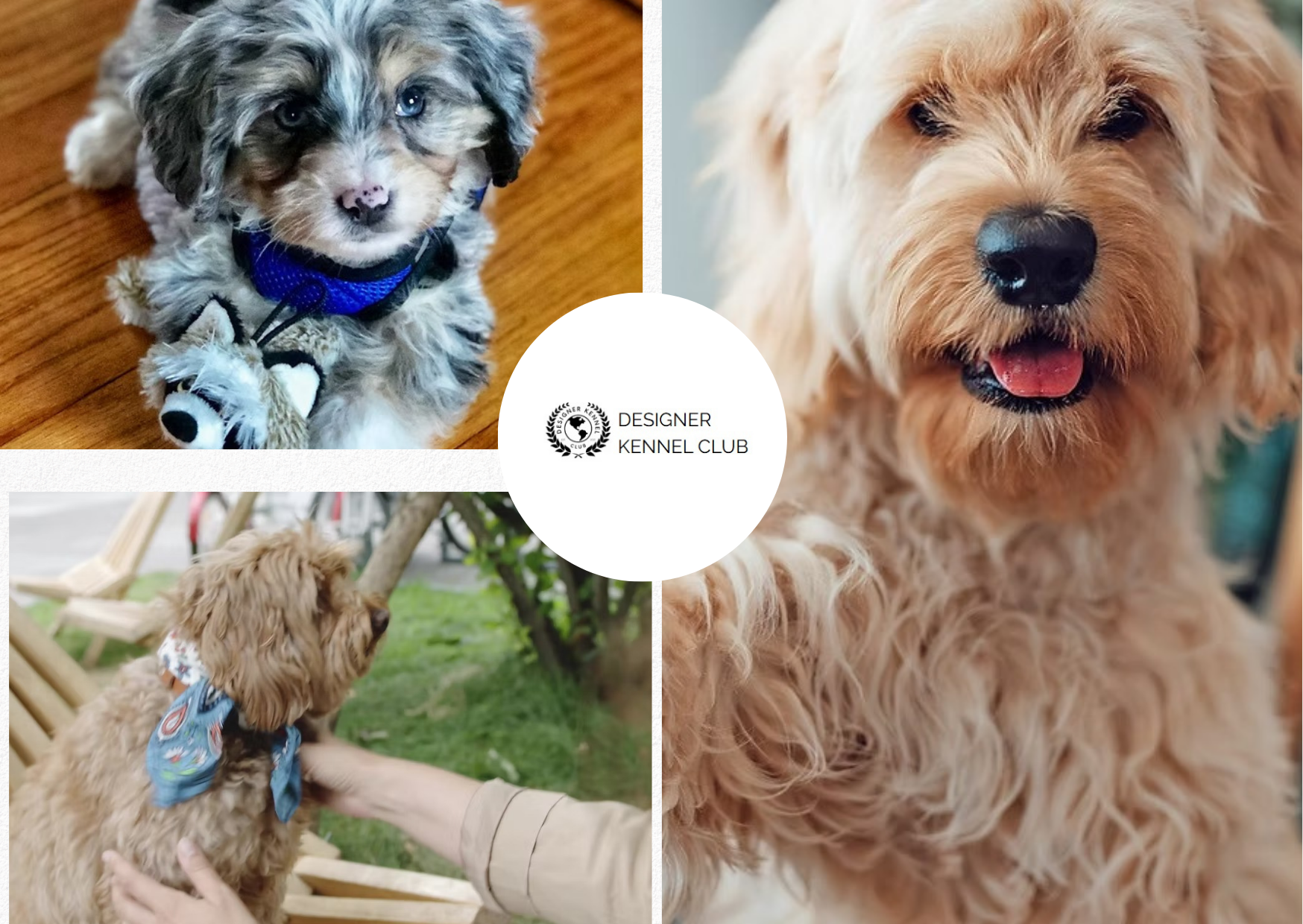 How to Register a Designer Dog Without Compromising Trust