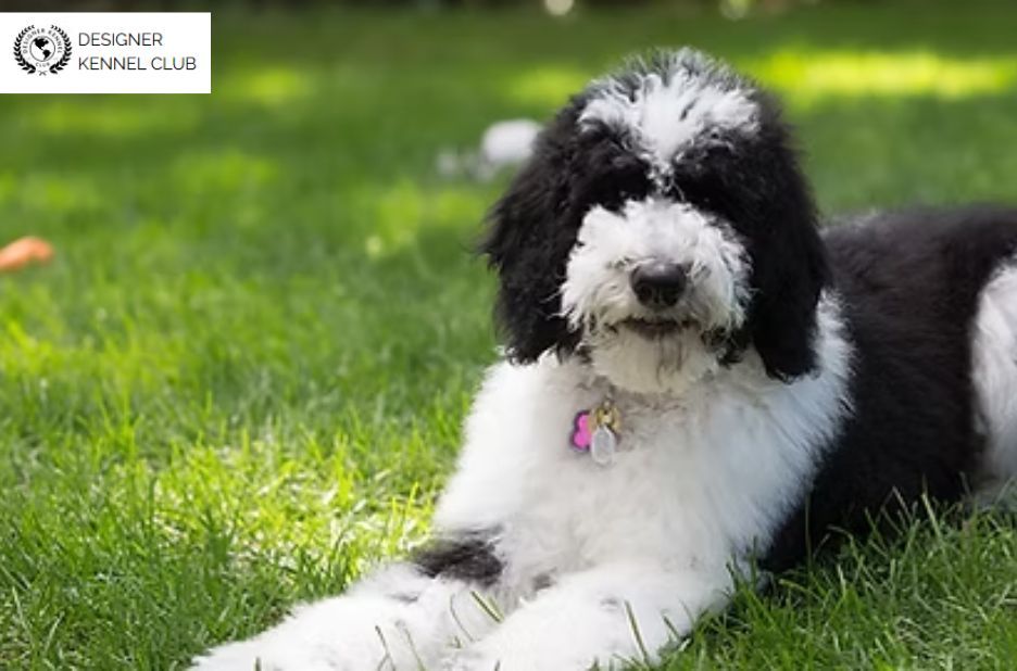 Sheepadoodle Registration Guide: Steps, Requirements, and Proof of Ownership Sheepadoodle Registration Guide: Steps, Requirements, and Proof of Ownership