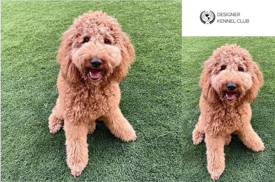 Expert Guide to Golden Doodle Papers Without AKC Registration Expert Guide to Golden Doodle Papers Without AKC Registration