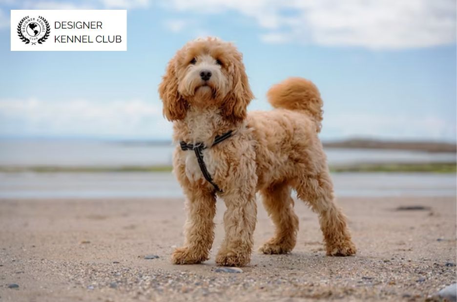 Cockerpoo Registration Papers: How Designer Kennel Club Handles Local Verification Cockerpoo Registration Papers: How Designer Kennel Club Handles Local Verification
