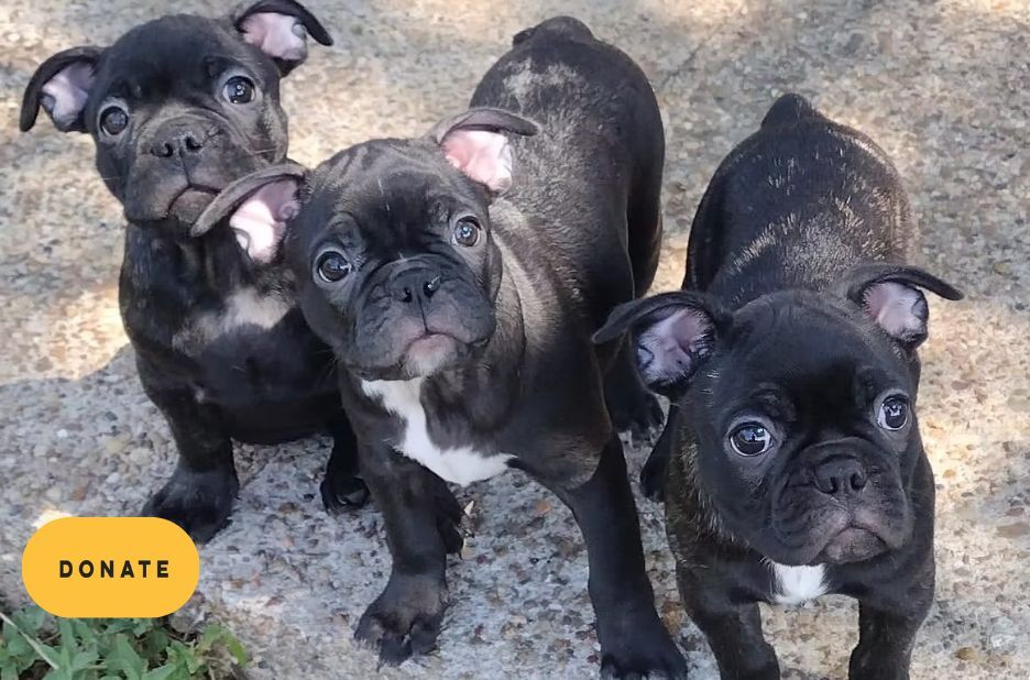 Rescue French Bulldogs: A Practical Checklist for Safe Care and Adoption Rescue French Bulldogs: A Practical Checklist for Safe Care and Adoption