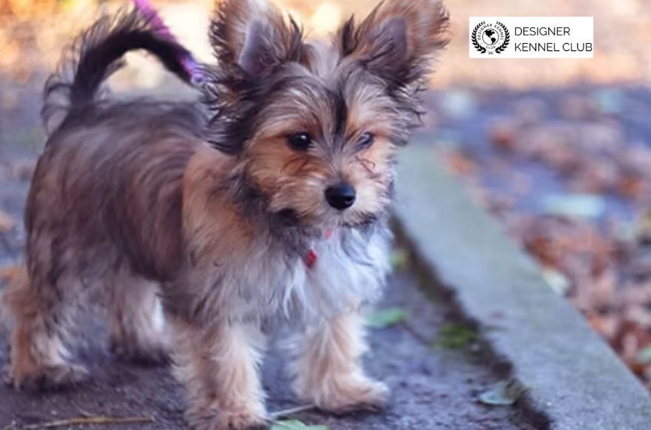 How to Buy a Dog When You Lack Registration Papers How to Buy a Dog When You Lack Registration Papers
