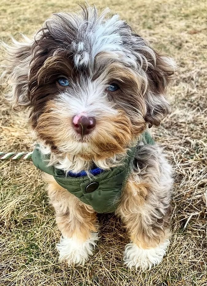 Expert Guide to Aussiedoodle Registration & Papers Expert Guide to Aussiedoodle Registration & Papers
