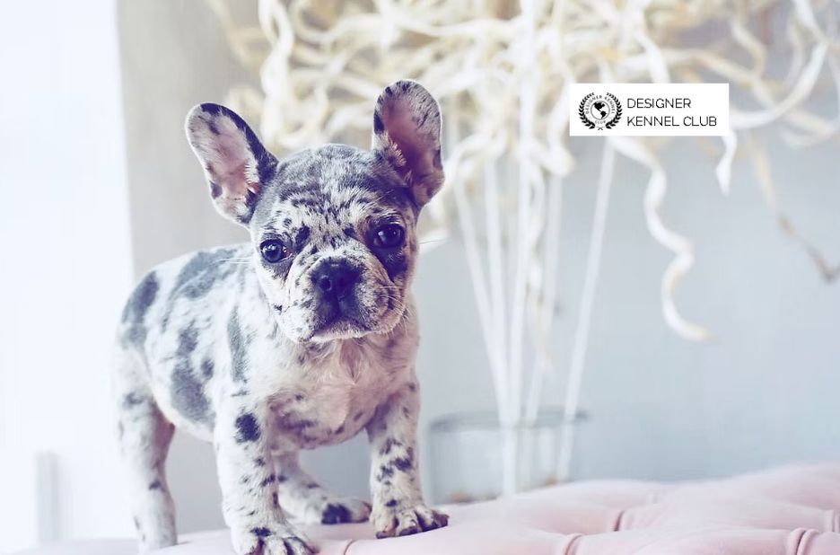 Buyer Guide: Register a French Bulldog Without AKC