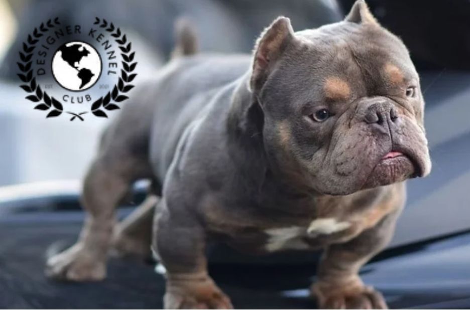 How to Register an American Bully Without Papers Properly How to Register an American Bully Without Papers Properly