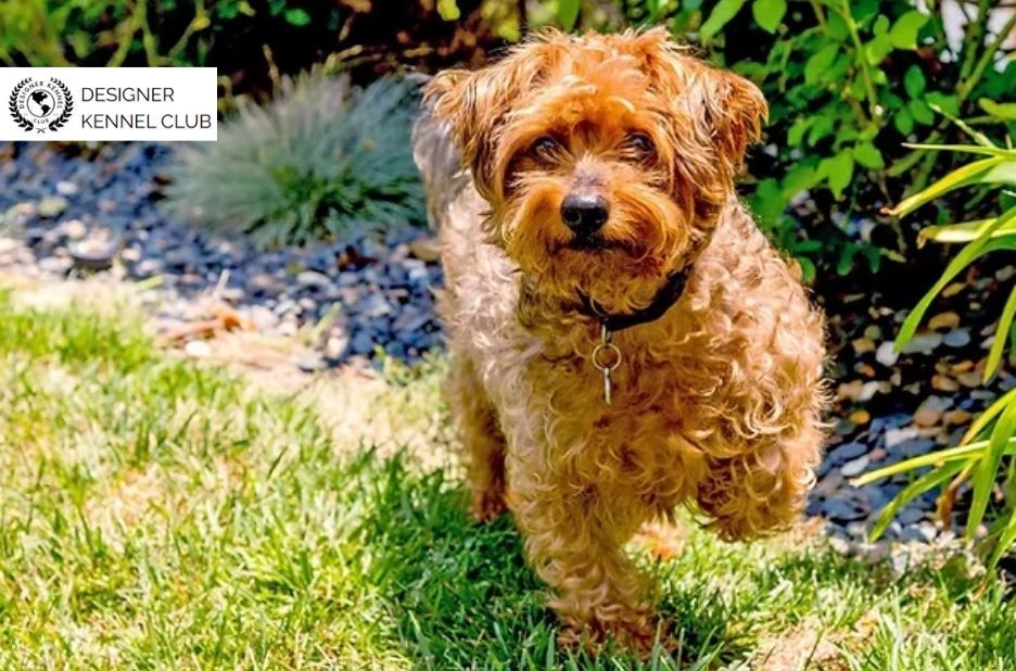 Get Yorkiepoo Papers: Registration Steps and Fixes Get Yorkiepoo Papers: Registration Steps and Fixes