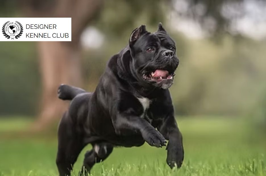 How to Register a Cane Corso Without AKC Guidance