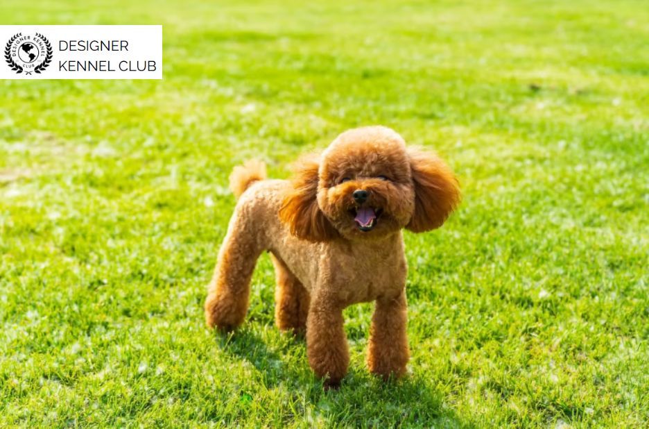 How to Register a Poodle Mix Without AKC: Options
