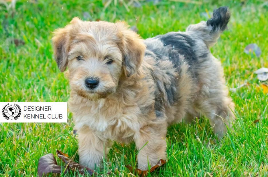 Wheatenpoo Registration Papers: Simplify Ownership Steps Wheatenpoo Registration Papers: Simplify Ownership Steps