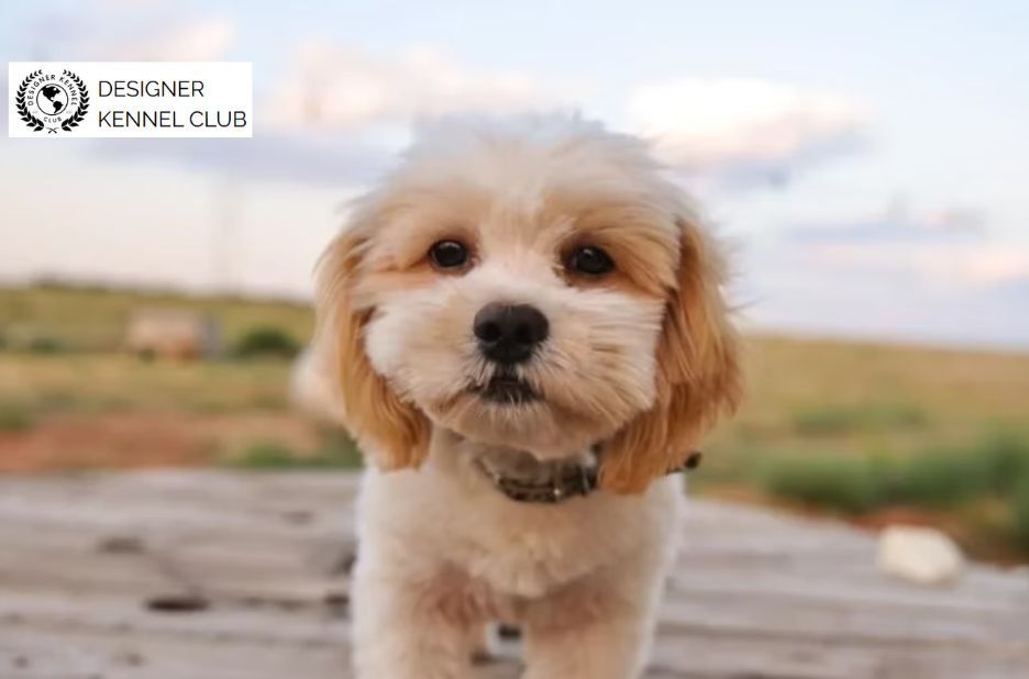 How to Get Shih Tzu Shihpoo Papers Without AKC Registration How to Get Shih Tzu Shihpoo Papers Without AKC Registration