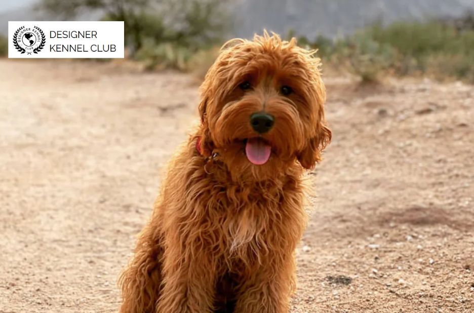 How to Register a Foundation Dog Legally and Properly How to Register a Foundation Dog Legally and Properly